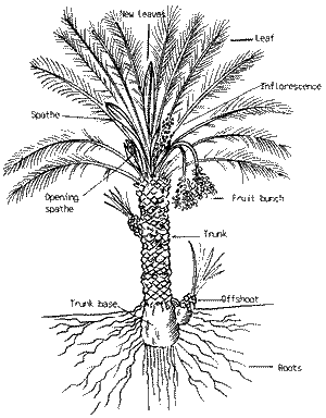 Medjool Date Palm Offshoot