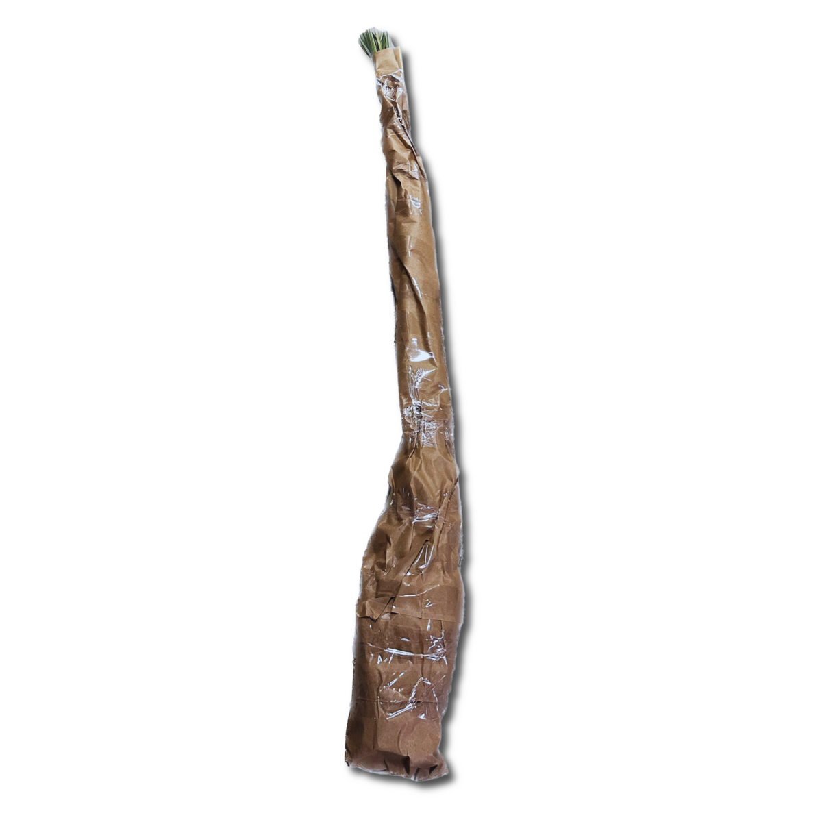 Medjool Date Palm Offshoot