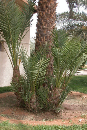Medjool Male Date Palm Offshoot
