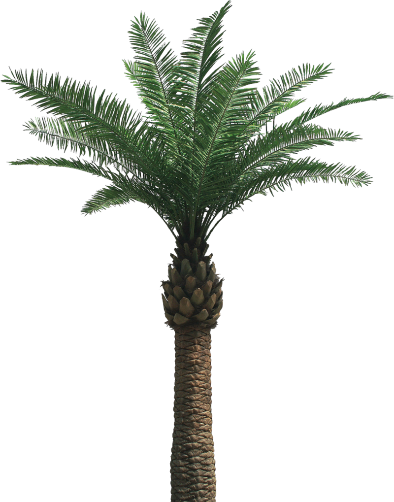 Palms
