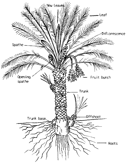 Medjool Date Palm Offshoot