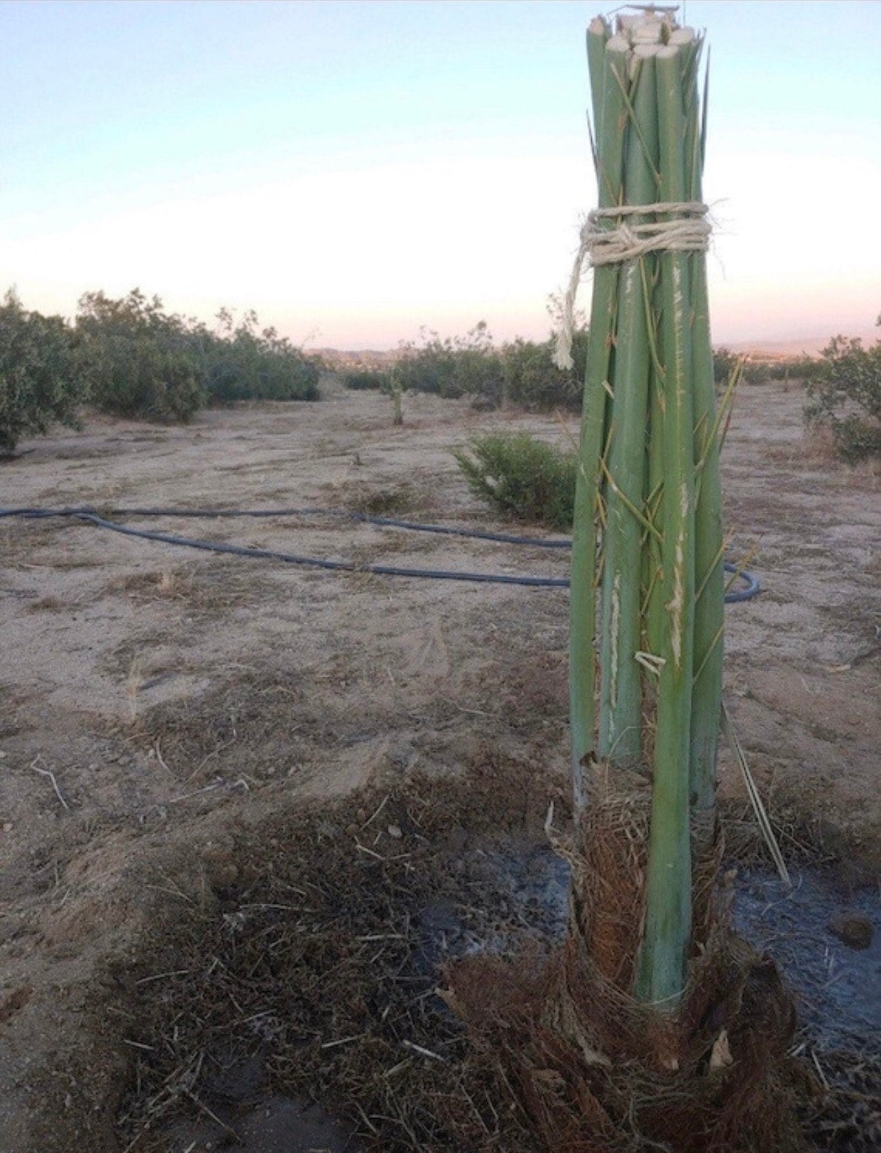 Medjool Male Date Palm Offshoot